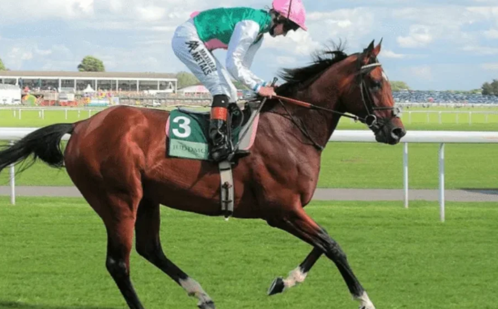 Expert du turf || expertduturf
